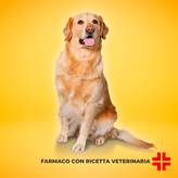 BRAVECTO BLU 20/40 Kg (1 cpr) (1000 mg) - Antiparassitario in compressa masticabile per cani