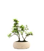 Azalea boschetto - Tipologia di Vaso : Zen Off-White S