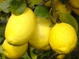 Limone Imperiale Cespuglio