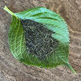 Tè verde Biologico Sencha Kaori 50 gr