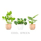 Cool Green Pack