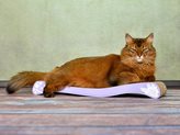 La OLA Cat-On Tiragraffi in Cartone Ondulato Small - Cat-On Cartella Colore : 030  - Elegance