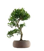 Buxus Bosso bonsai - Colore : Marrone