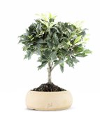 Osmanthus - Tipologia di Vaso : Ring Glossy Off-White B