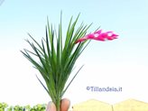 Tillandsia tenuifolia var. strobiliformis R