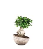 Ficus ginseng vaso ciotola in terracotta