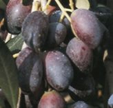 Olivo Griglian - Tipo di coltivazione : OLIVO 2 ANNI EXTRA 120 OLTRE