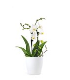 Orchidea Arco | Fiore bianco