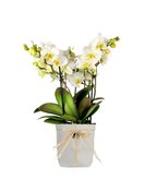 Phalaenopsis Boquetto Beauty - Tipologia di Vaso : Camino White