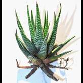 Pianta di Aloe Aristata ornamentale