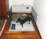 Ferplast Dog training nero recinto