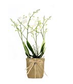 Orchidea |Phalaenopsis Sogo pop corn - Colore : Bianco Onda
