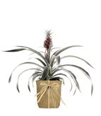 Pineapple Pacifico - Tipologia di Vaso : Tessuto Havana