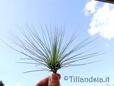 Tillandsia filifolia L