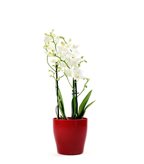 Orchidea Bianca vaso rosso