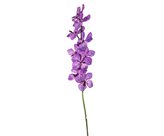 Orchidea wanda cm 92 viola
