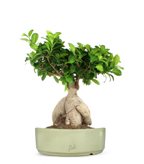 Ficus Ginseng L - Colore : Bianco Space