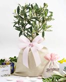 Bomboniera Legambiente ulivo bonsai d 10 cm con saccoccio in juta e fiocco rosa - Piantina con bag