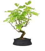 Gelso bonsai 9 anni (SCEGLI IL COLORE: Bianco Space)